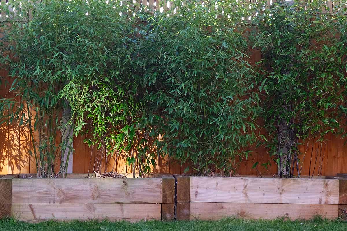 How to Kill Bamboo in Your Yard